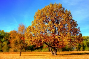 Fall Tree